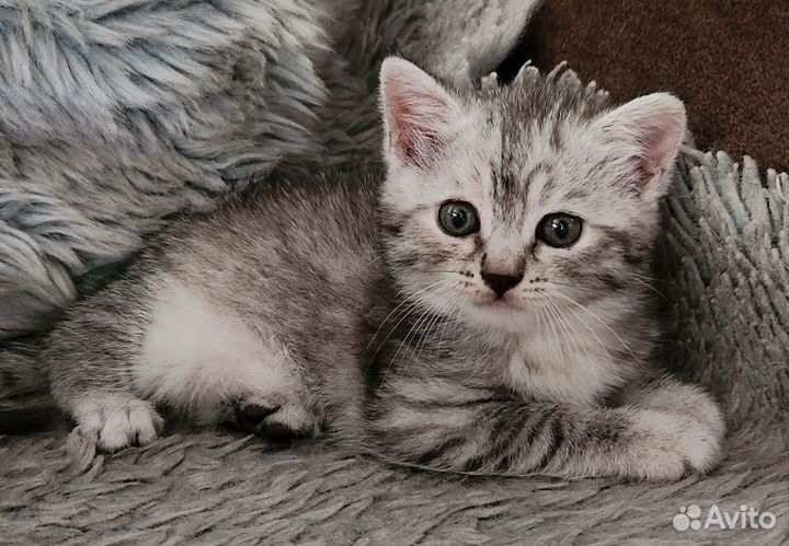 Шотландская кошечка