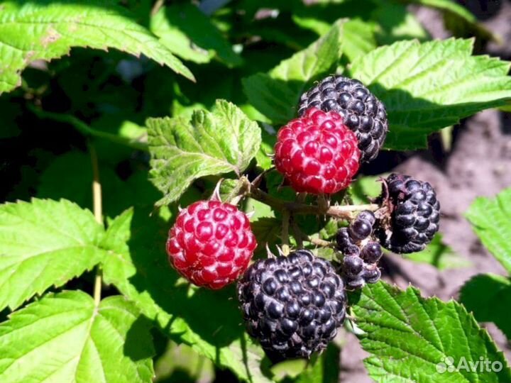 Саженцы малины Кумберленд