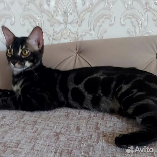 Бенгальская