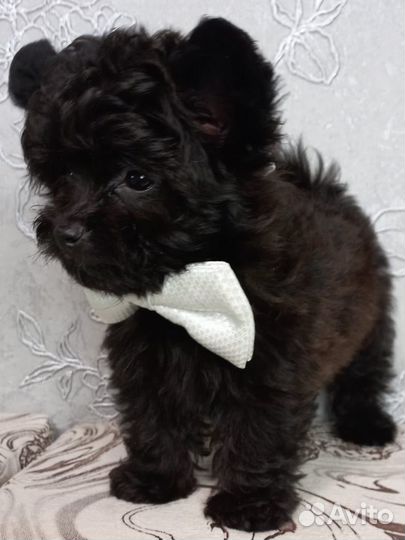 Шпицепу - щенок дизайнерской породы