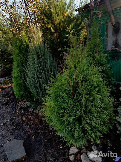 Туи с доставкой