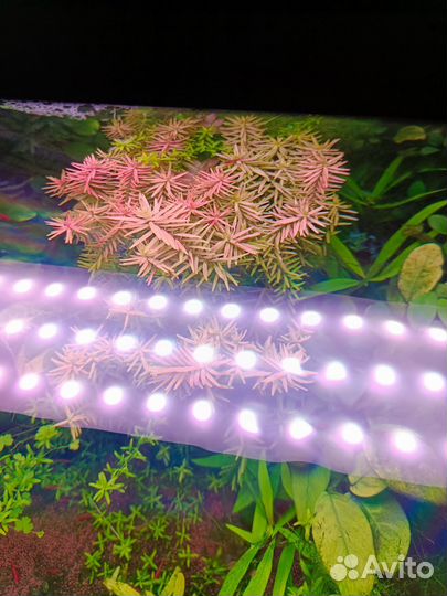 Растения для аквариума, креветки