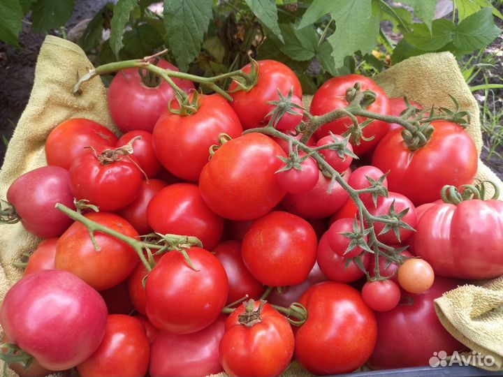 Домашние помидоры стручковая фасоль огурцы малина