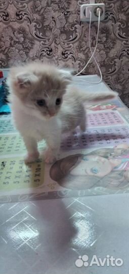 Котики