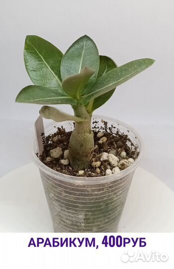 Саженцы адениум арабикум