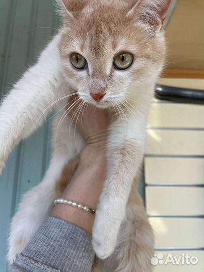 Кошка подросток