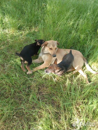 Отдам щенят в хорошие руки бесплатно