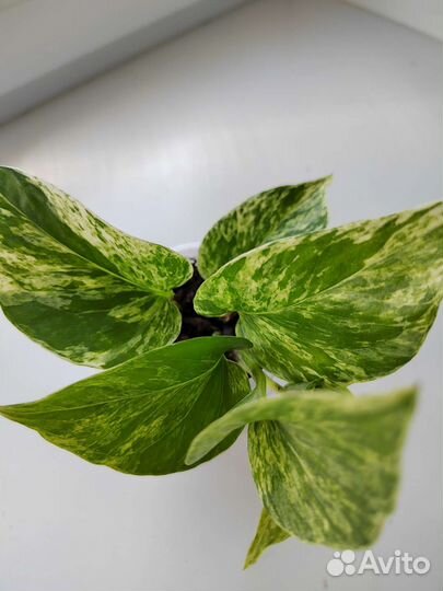 Эпипремнум Марбл Квин