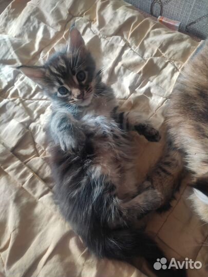 Котята мейн-кун