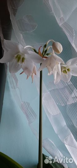 Эухарис амазонская лилия