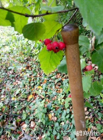 Саженцы боярышника и ягоды. Живая изгородь