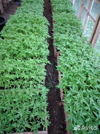 Рассада помидор и перцев