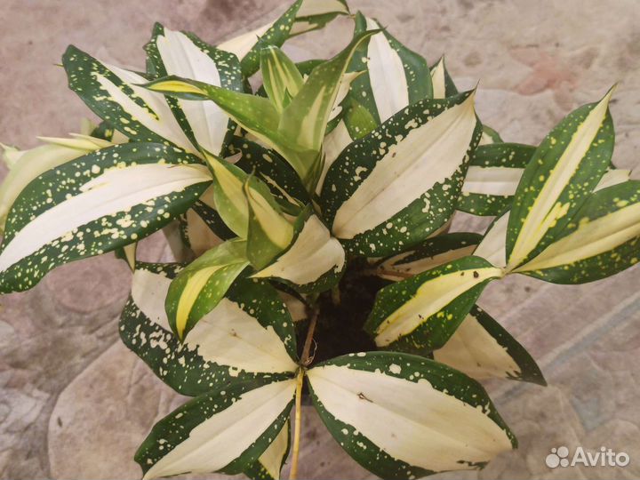 Драцена суркулоза Милки вей (Годсеффа)