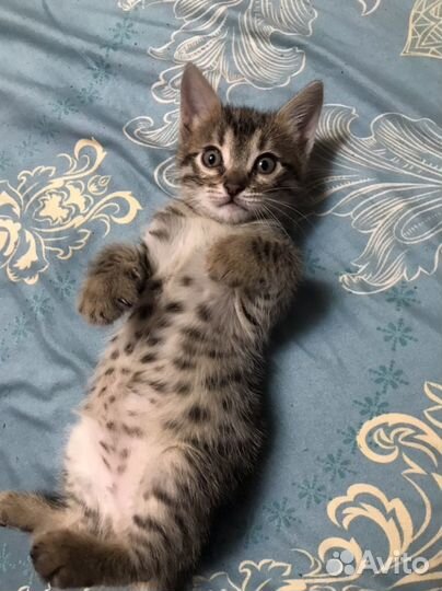 Бенгальские котята