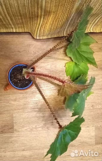 Бегония Манжетная, Трансильвания и др