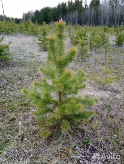 Саженцы Сосны