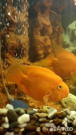 Аквариумные рыбки