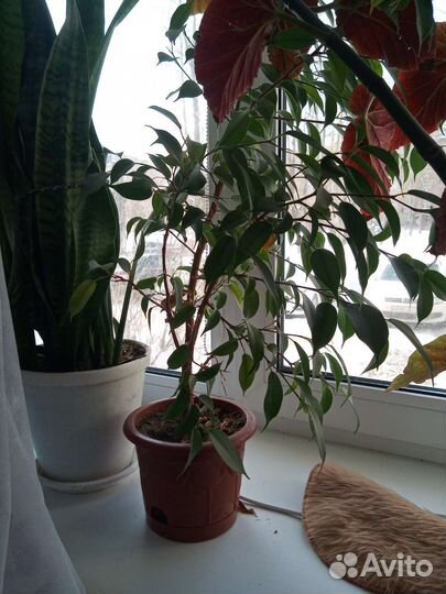 Цветы разные Юкка