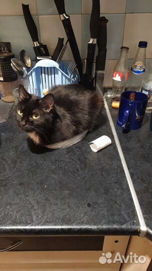 Кошка-малышка