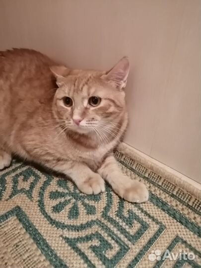 Котик в дар