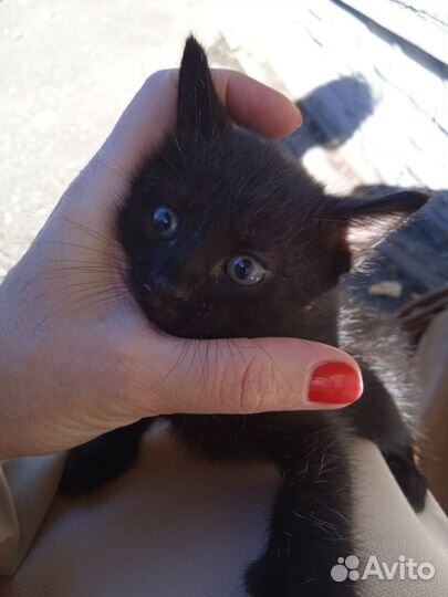 Котята чёрные симпатичные