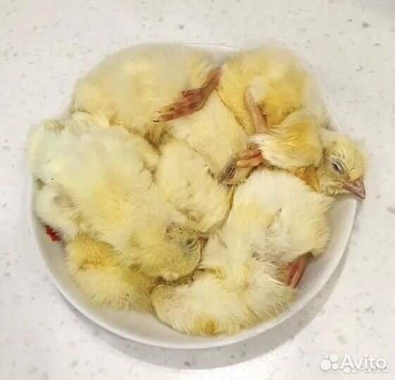 Суточные цыплята корм для животных