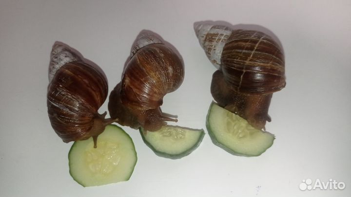 Отдам бесплатно