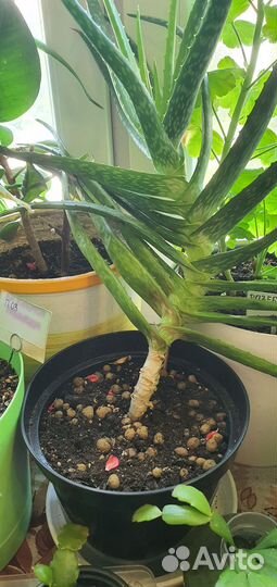 Алоэ Vera и др.цветы