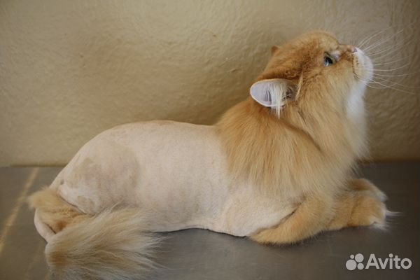 Стрижка кошек на дому