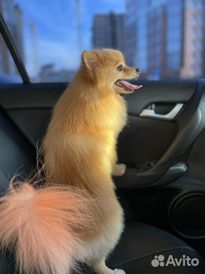 Мини шпиц вязка