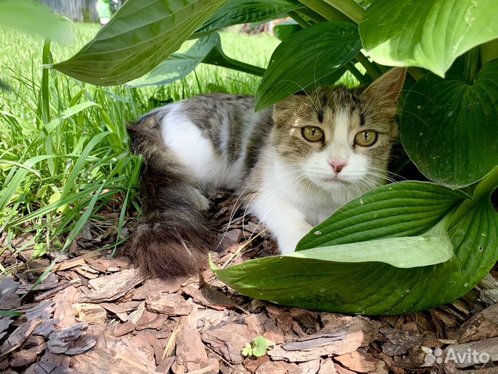 Кошка в добрые руки