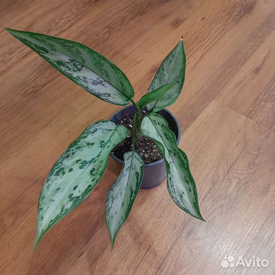 Аглаонема сильвер квин
