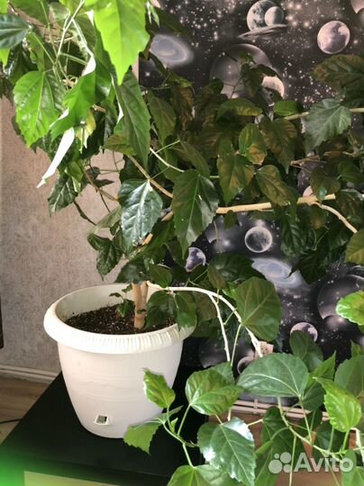 Гибискус китайская роза