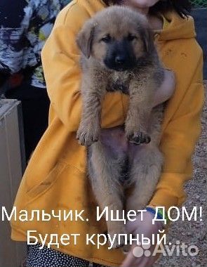 В добрые руки