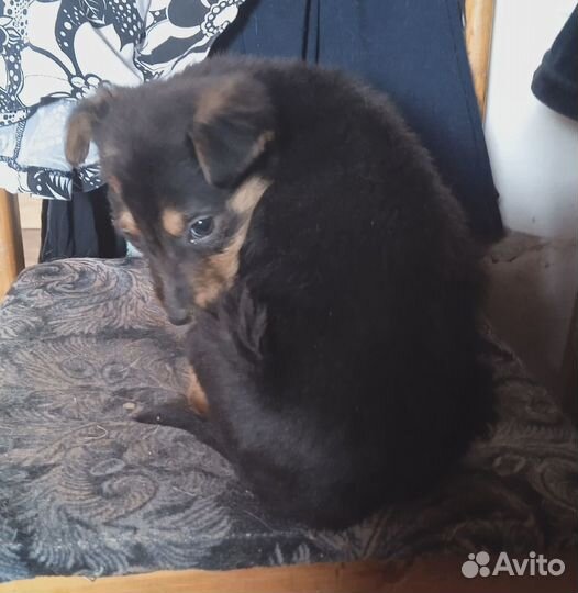 Малышок Паша