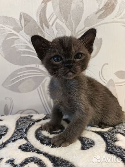 Продажа котят