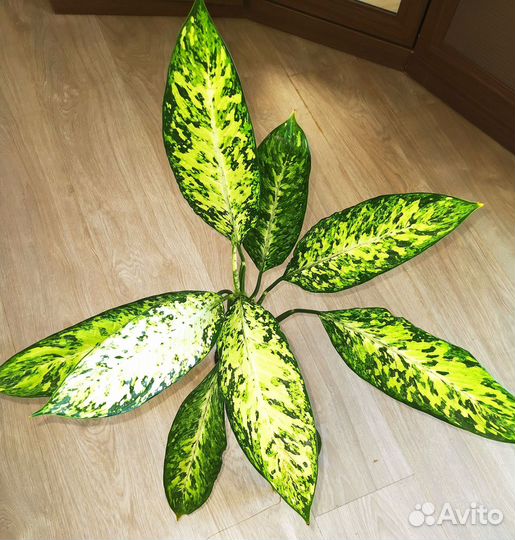 Диффенбахия