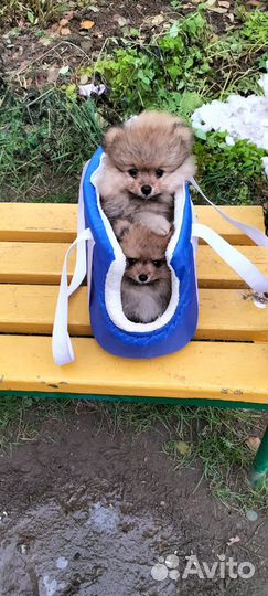 Померанский шпиц мини вязка