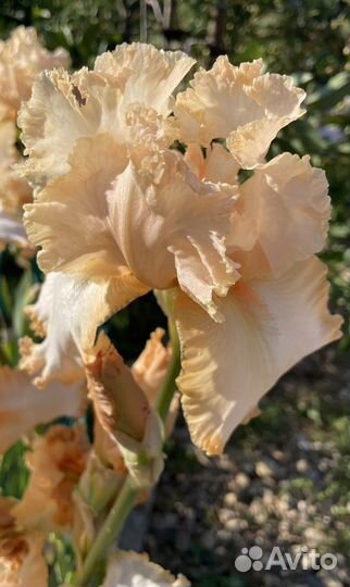 Многолетники для сада цветы