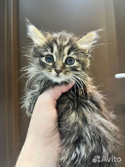 Пепельная Камелия ищет свой дом