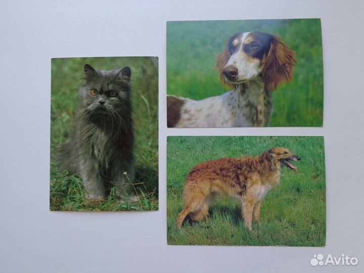 Открытки животные Чехословакия, СССР