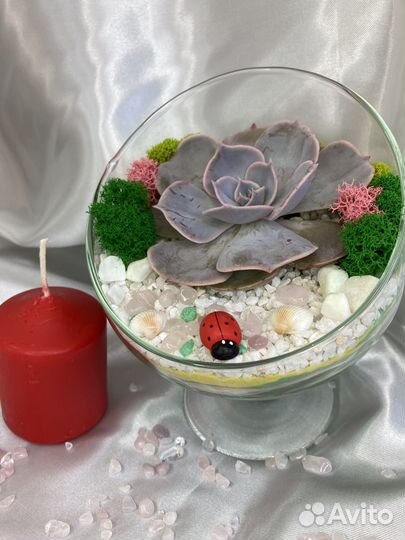 Флорариум комнатные цветы
