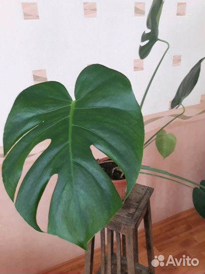 Цветы Монстеры