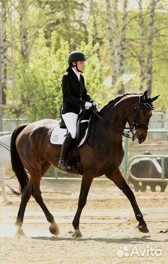 Предлагаю услуги тренера-берейтора по выездке