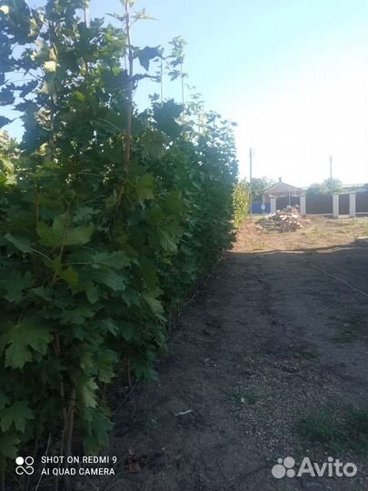 Саженцы оптом Крупномеры и Плодовые