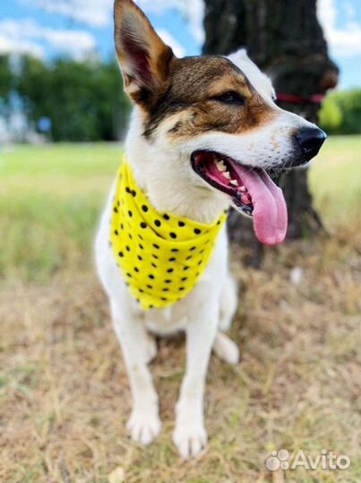 Собака в самые добрые руки