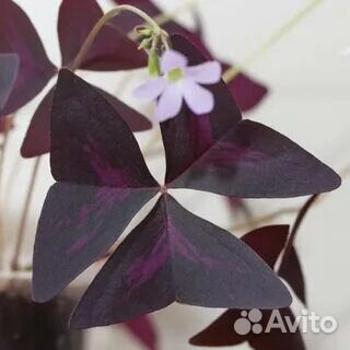 Кислица (Оксалис)