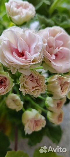 Сортовые пеларгонии