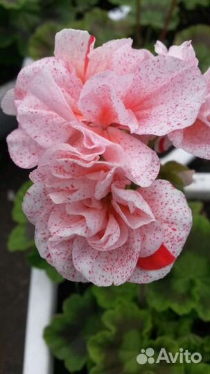 Пеларгония герань