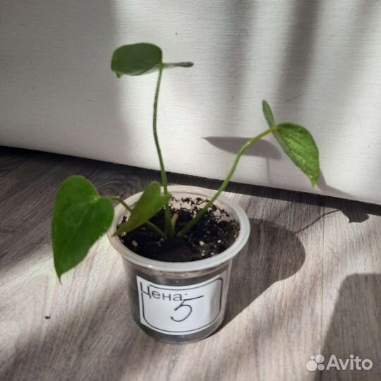 Антуриум Спатифиллиум Мужское/женское счастье